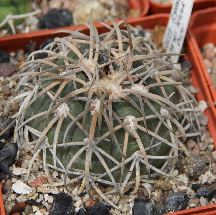 Gymnocalycium spegazzinii mayor Cachi   PILTZ2629