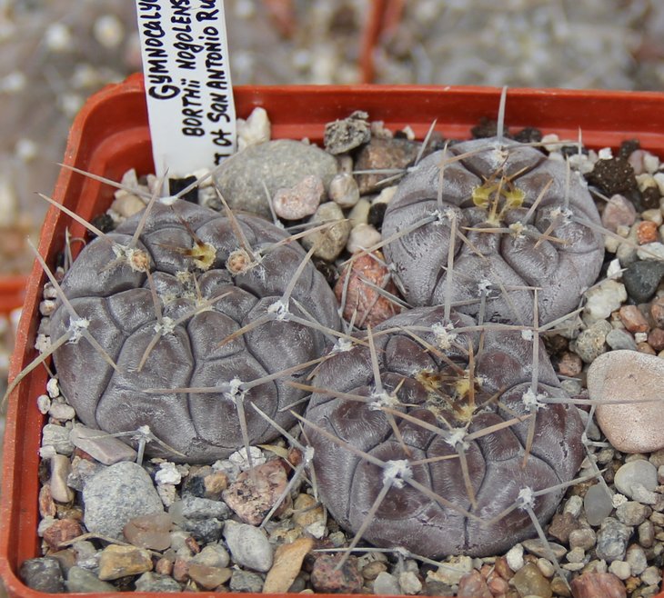 Gymnocalycium borthii nogolense VoS188 nord-west of San Antonio Ruta147  794m SL