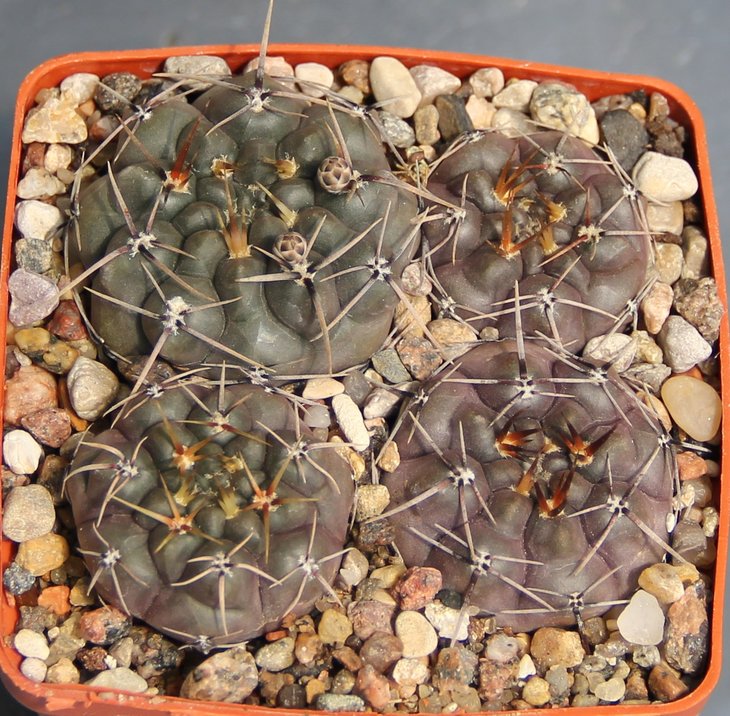 Gymnocalycium striglianum JPR98-87-197 Lujan de Cuyo 700m Mend