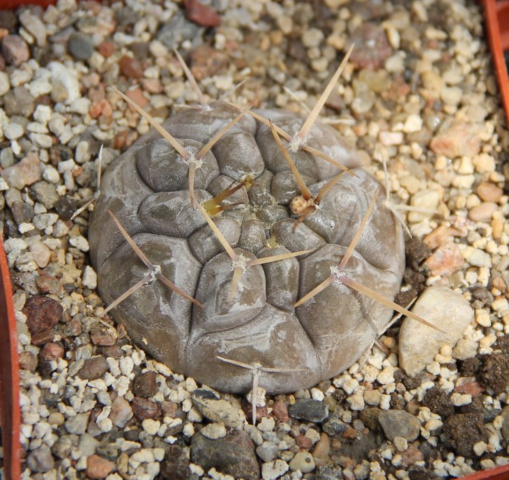 Gymnocalycium striglianum aeneum LB3263 Los Aradita 798m  Bercht3312