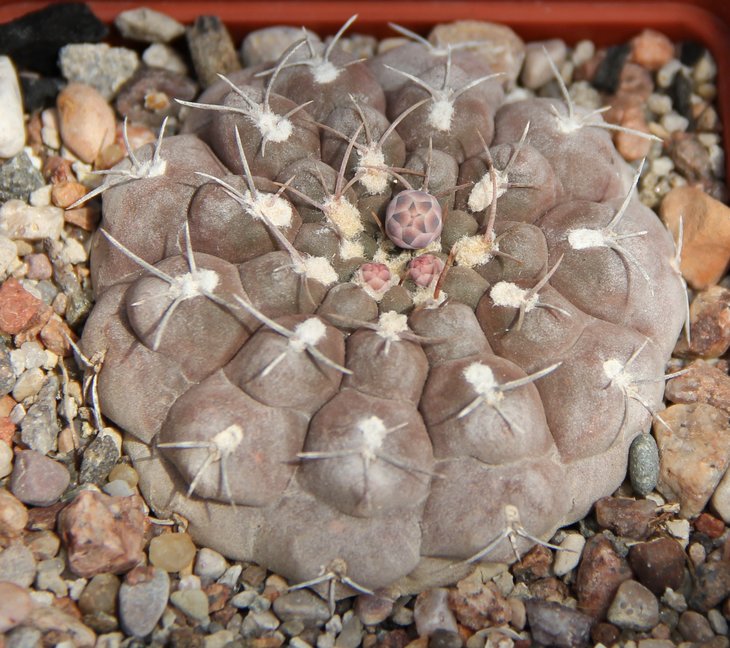 Gymnocalycium aff.glaucum-ferrari VG194