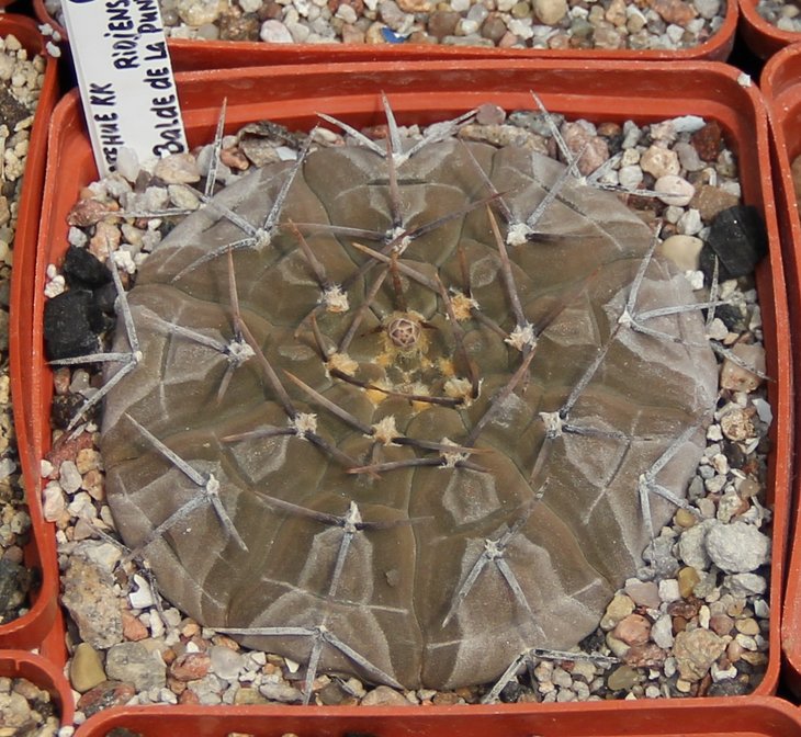 Gymnocalycium riojense paucispinum VG551 Balde de la Punta 245m kk406.107