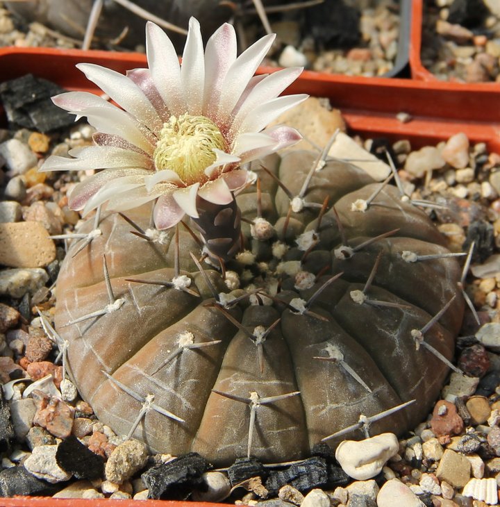 Gymnocalycium riojense paucispinum VG551 Balde de la Punta 245m kk406.107