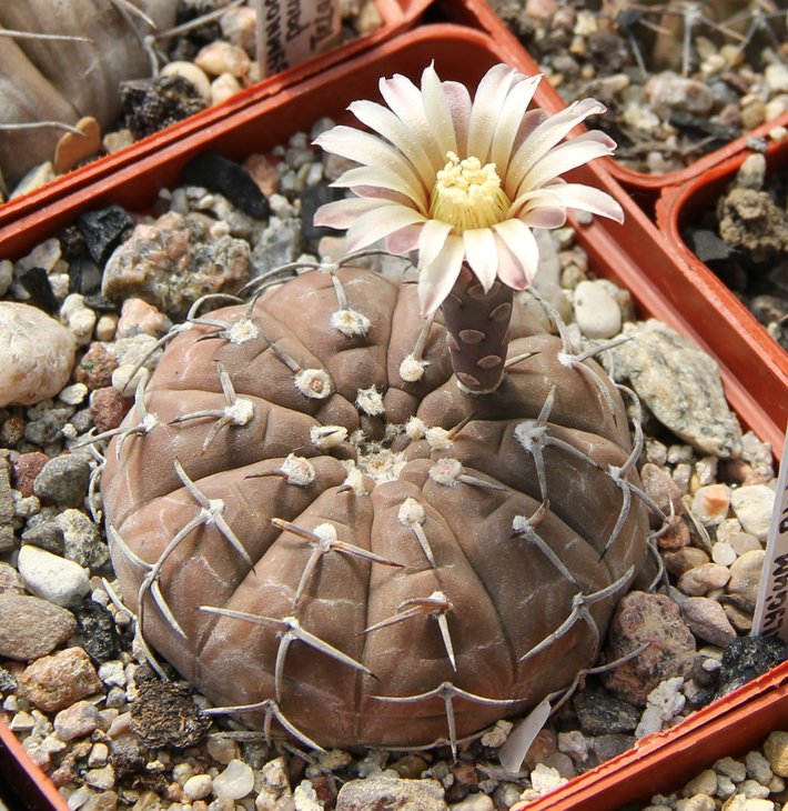 Gymnocalycium riojense paucispinum STO88-121.1  Telaritas- San Martin 380m. Cat.