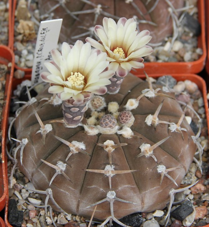Gymnocalycium riojense guasayanense GN91-442.415  Guasayan  Cruz del Eje Arg.