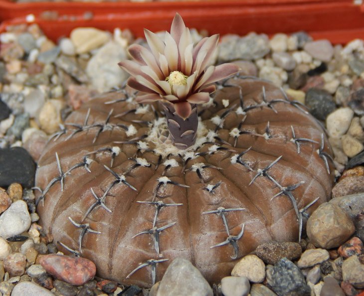 Gymnocalycium platygonum(bodenbenderianum,basiastrum)
