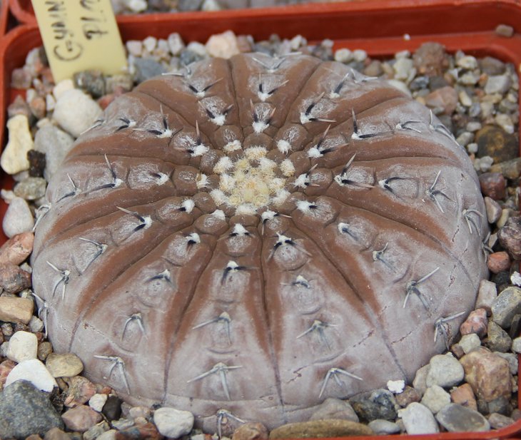 Gymnocalycium platygonum(bodenbenderianum,basiastrum)