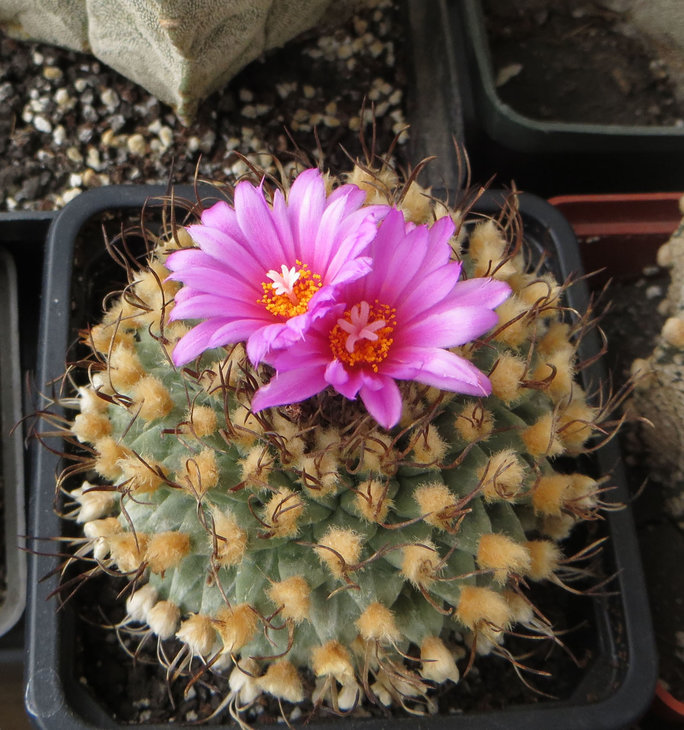 Turbinicarpus alonsoi