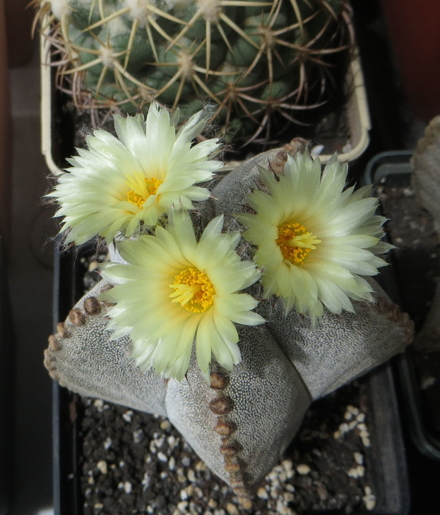 Astrophytum myriostigma