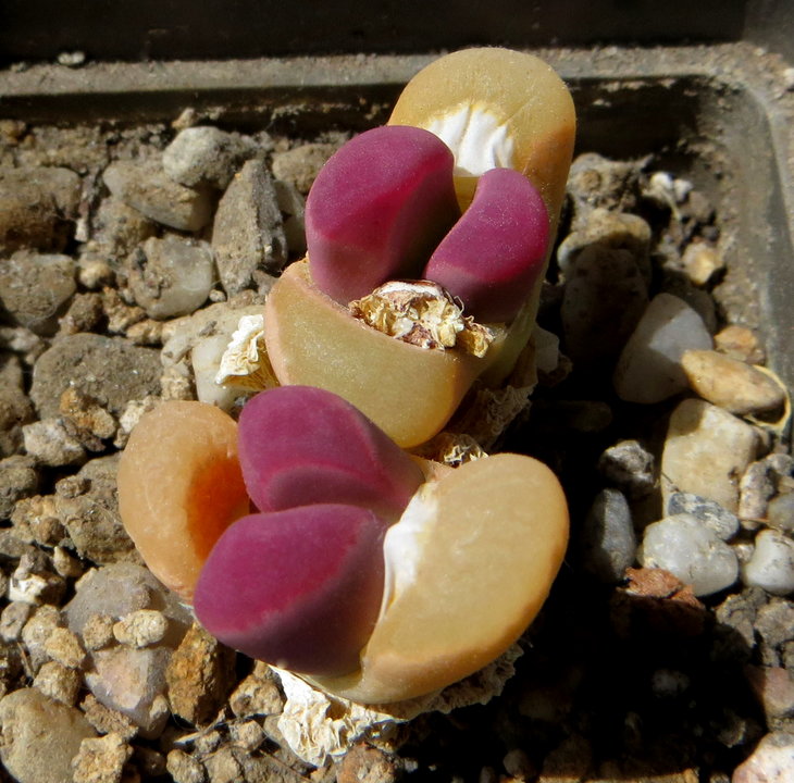 optica cv Rubra F3