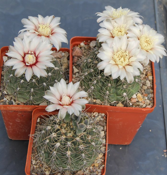 Gymnocalycium  amerschauseri  HT88.229  Sierra Chica Cord