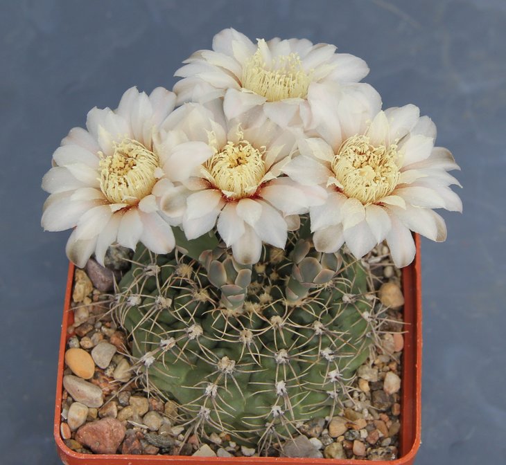 Gymnocalycium  amerschauseri  HT88.229  Sierra Chica Cord