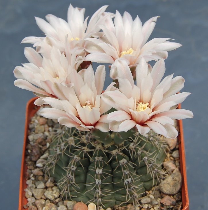 Gymnocalycium  amerschauseri  HT88.229  Sierra Chica Cord