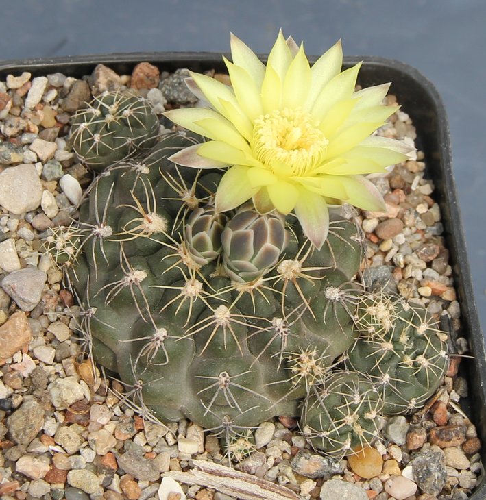Gymnocalycium  andreae pabloi GN1051   kk327.52