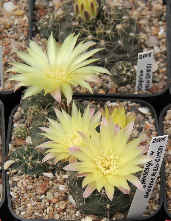 Gymnocalycium  andreae pabloi GN1051   kk327.52