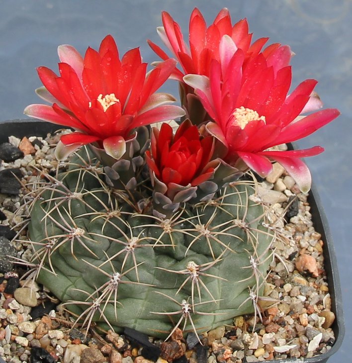 Gymnocalycium  baldianum VG184 (marianae) Buena Vista 1650m (44c)  kk331.318