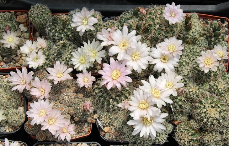 Gymnocalycium bruchii