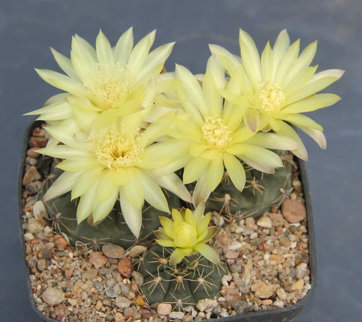 Gymnocalycium  andreae  SNE00-094-263  Los Gigantes 1805mm   Bercht1864..