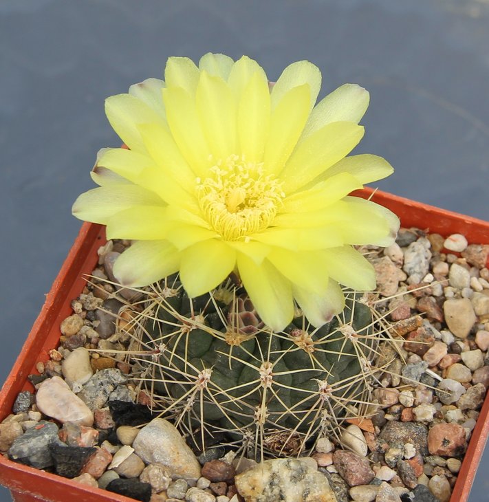Gymnocalycium  andreae  SNE00-094-263  Los Gigantes 1805mm   Bercht1864..