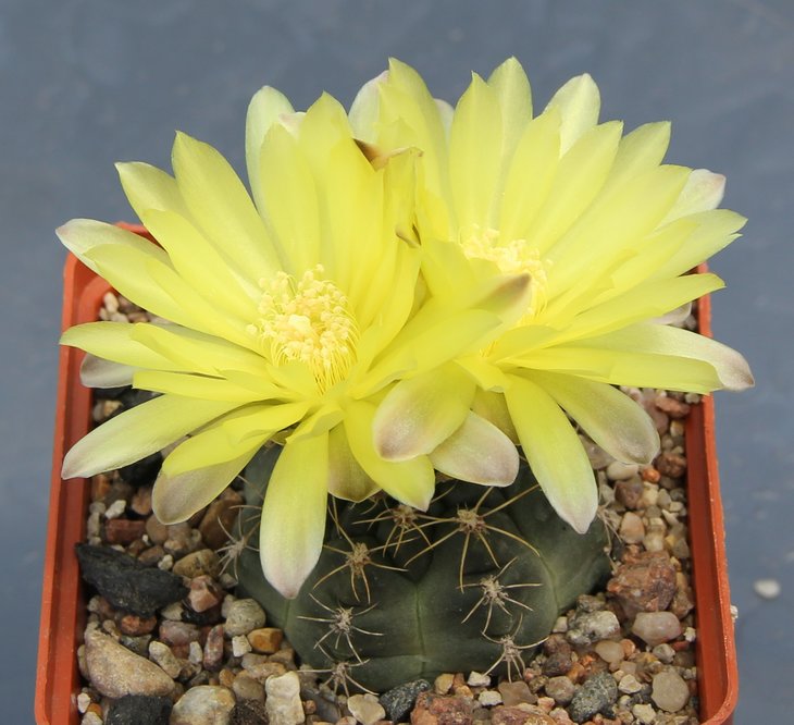 Gymnocalycium  andreae  SNE00-094-263  Los Gigantes 1805mm   Bercht1864