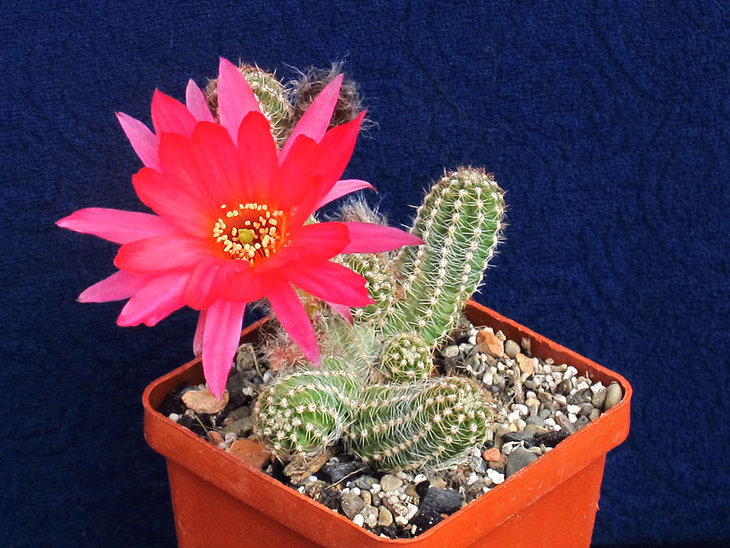 Chamaecereus silvestrii