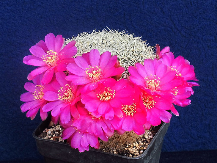 Sulcorebutia albida