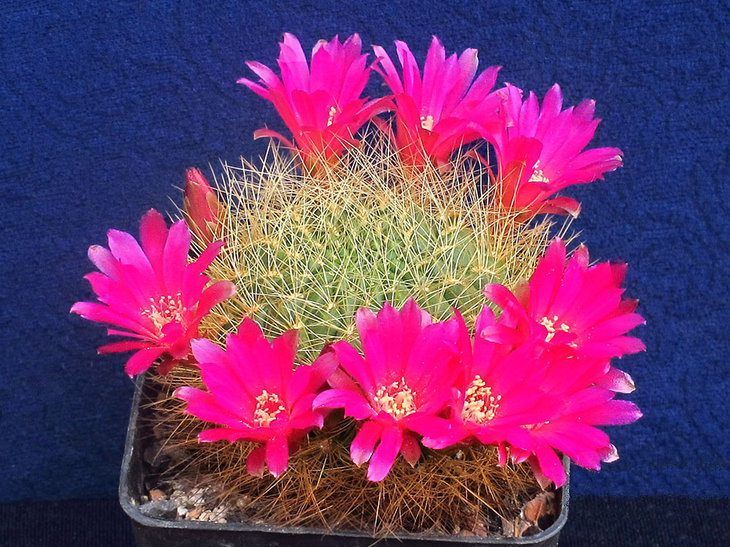 Sulcorebutia swobodae