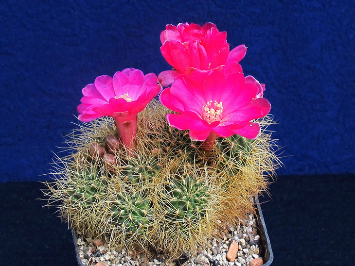 Sulcorebutia vasqueziana