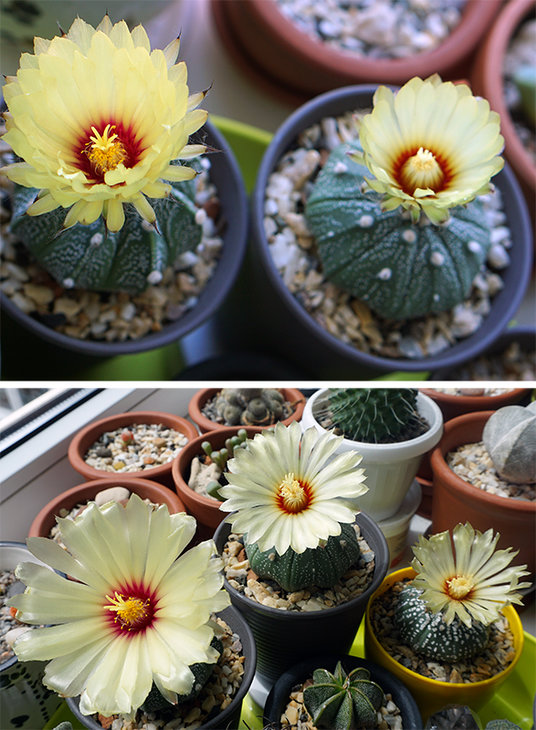 Astrophytum ( capricorne x asterias )