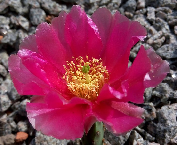 Opuntia x fragilis ''Pony''.jpg