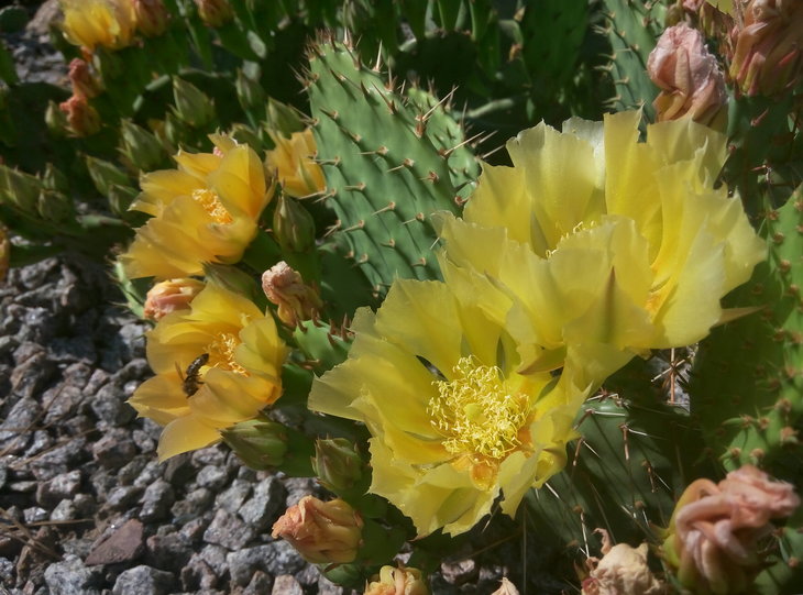 O.phaeacantha v. camanchica and O. humifusa.jpg
