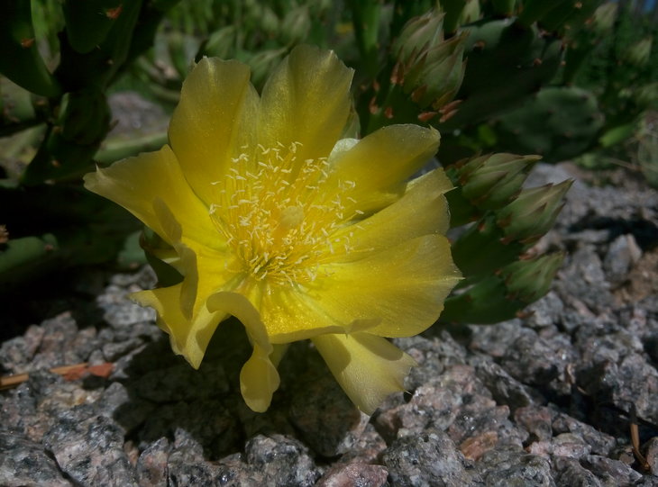Opuntia humifusa.jpg