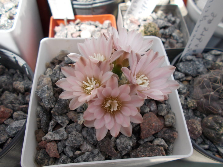 Gymnocalycium bruchii 1.JPG