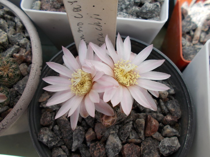Gymnocalycium bruchii 2.JPG