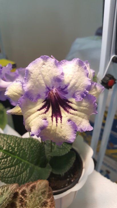 20170520_130019.jpg