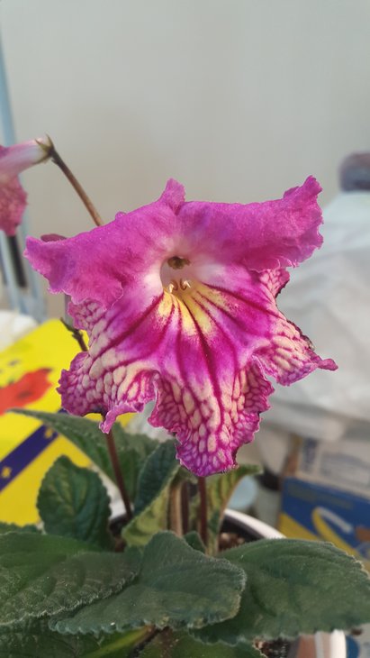 20170520_130046.jpg