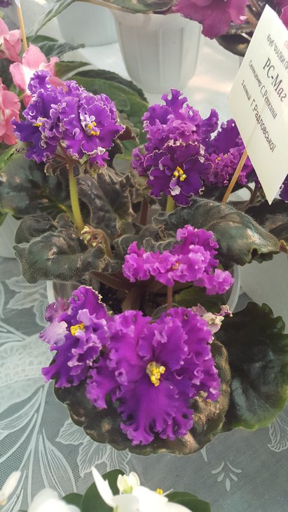 20170520_152633.jpg