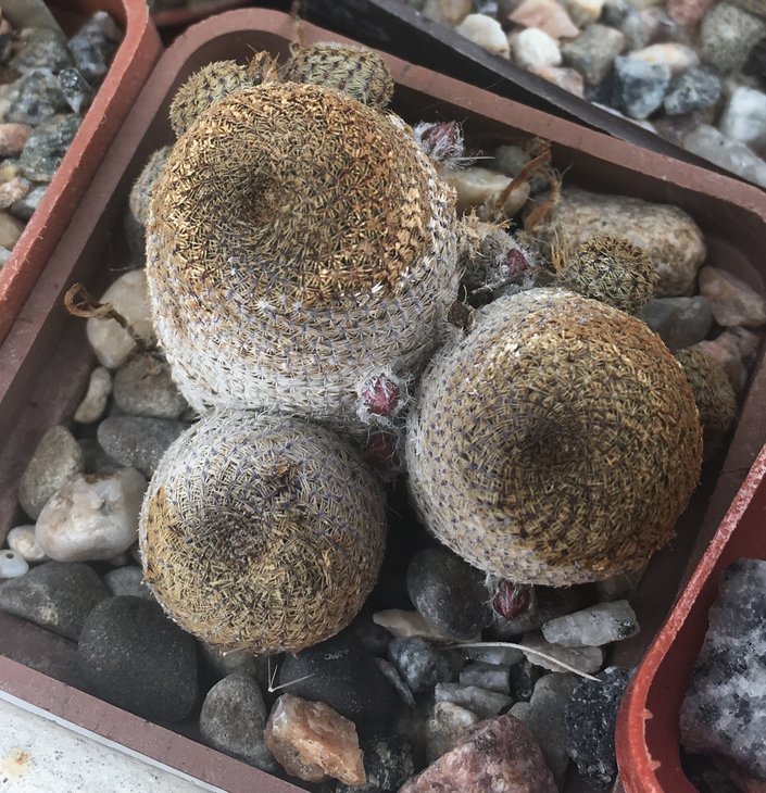 Aylostera heliosa