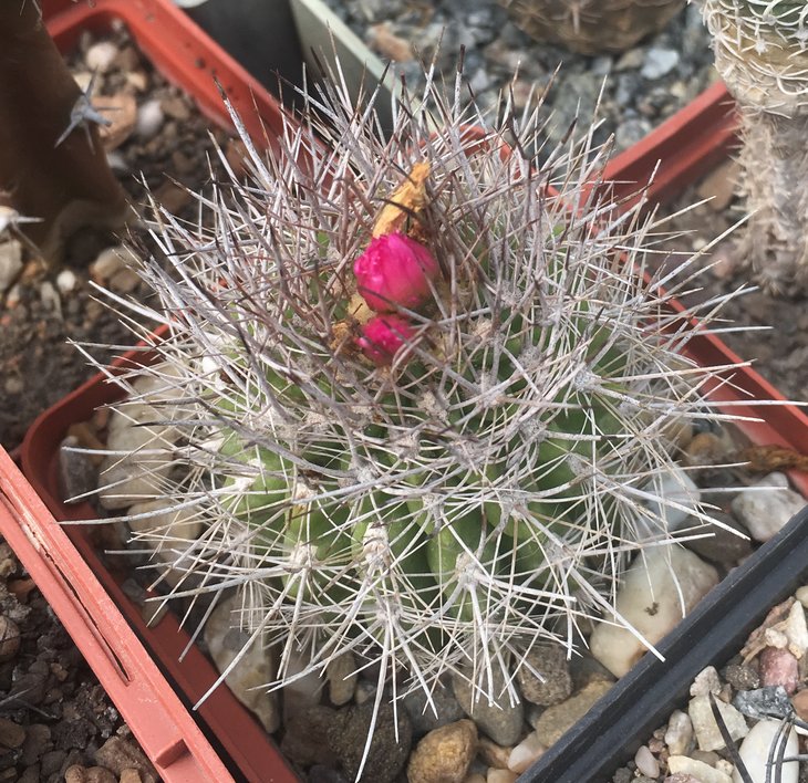 Neoporteria sp.