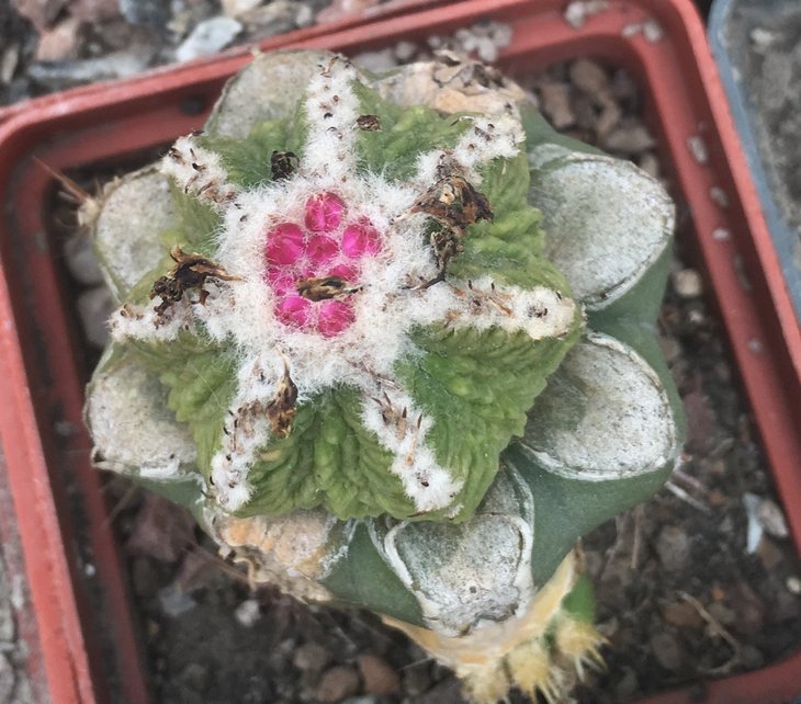Aztekium ritteri