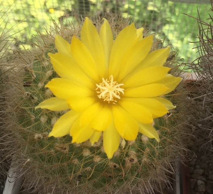 Parodia aureispina