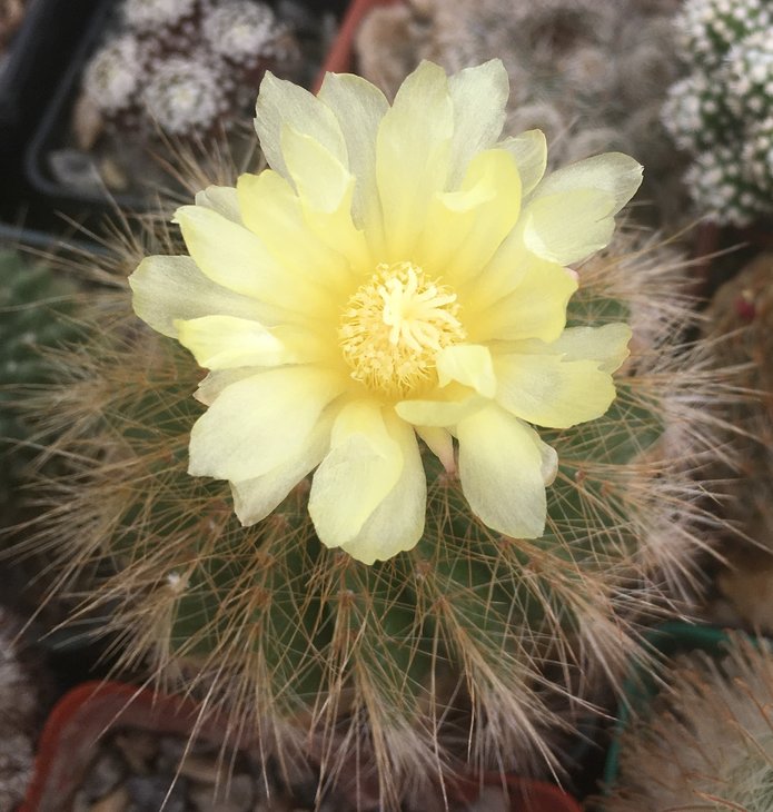 Eriocactus leninghausii