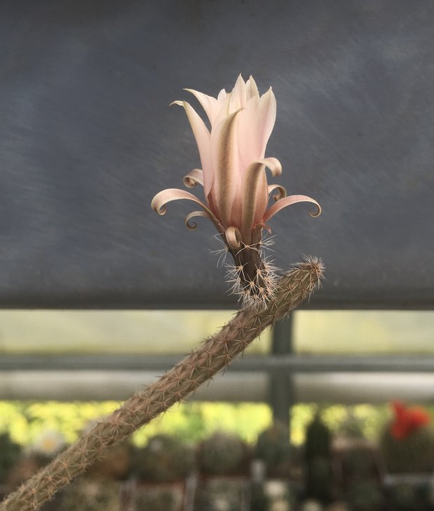 Wilcoxia poselgeri