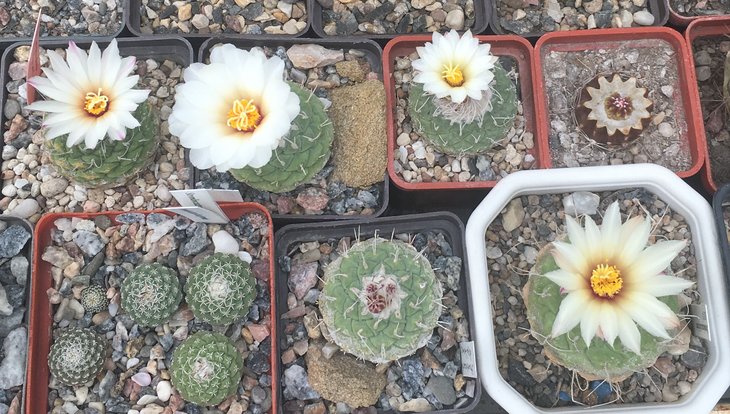 Strombocactus disciformis