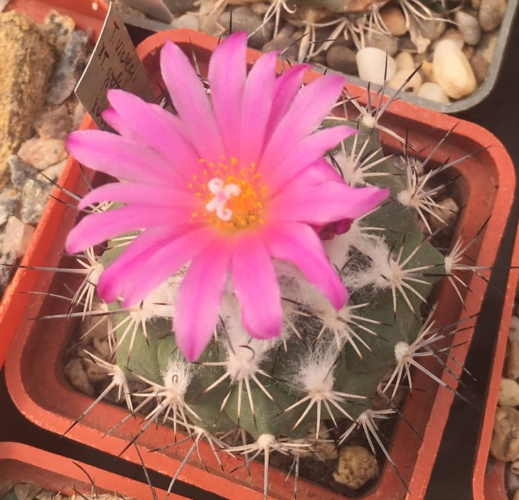 Gymnocactus viereckii x gielsdorfianus