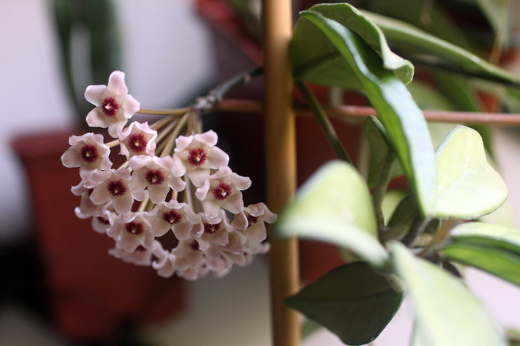 Hoya carnosa