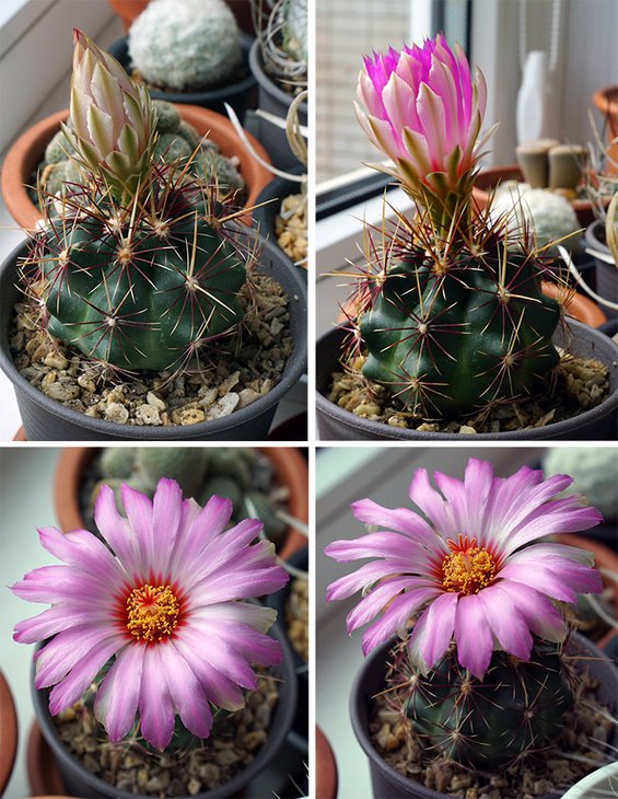thelocactus bicolor