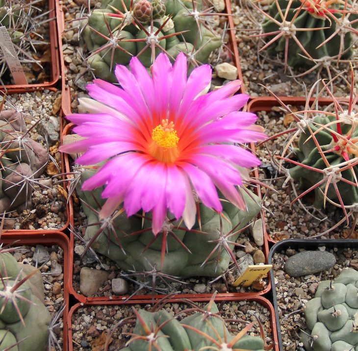 Thelocactus heterochromus