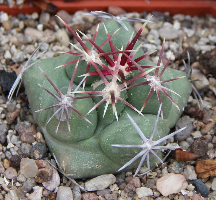 Thelocactus heterochromus SB564
