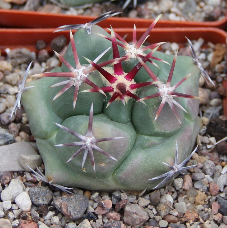 Thelocactus heterochromus SB564
